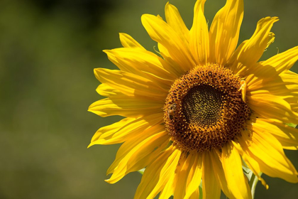 Picture of SUNFLOWER AND BEE II