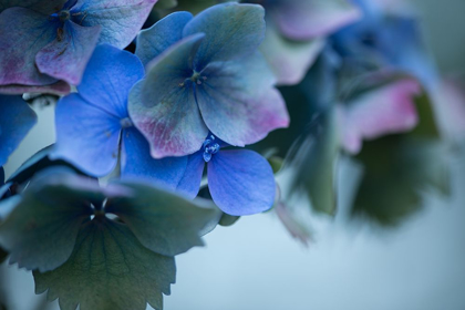 Picture of AUTUMN HYDRANGEA I