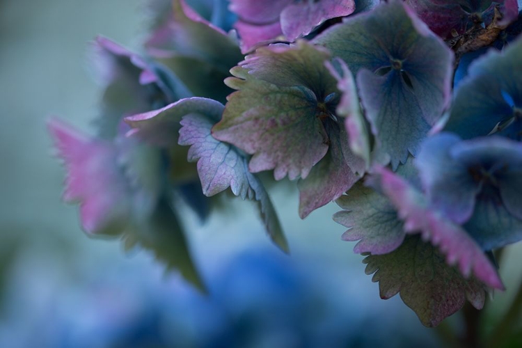 Picture of AUTUMN HYDRANGEA II