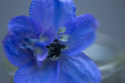 Picture of DELPHINIUM FLOWER I