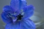 Picture of DELPHINIUM FLOWER I