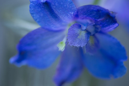 Picture of DELPHINIUM FLOWER II