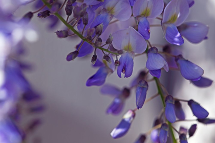 Picture of DELICATE WISTERIA I