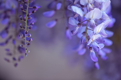 Picture of DELICATE WISTERIA II