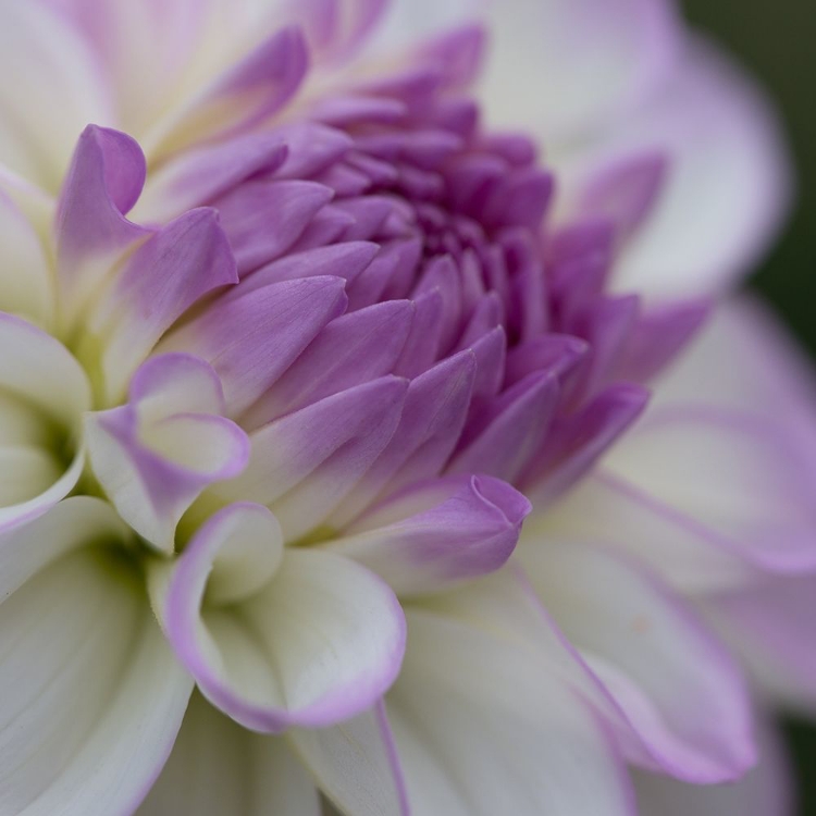 Picture of LAVENDER DAHLIA III