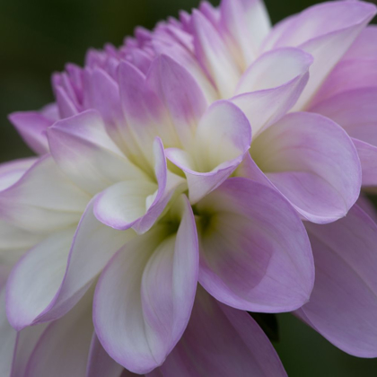 Picture of LAVENDER DAHLIA IV