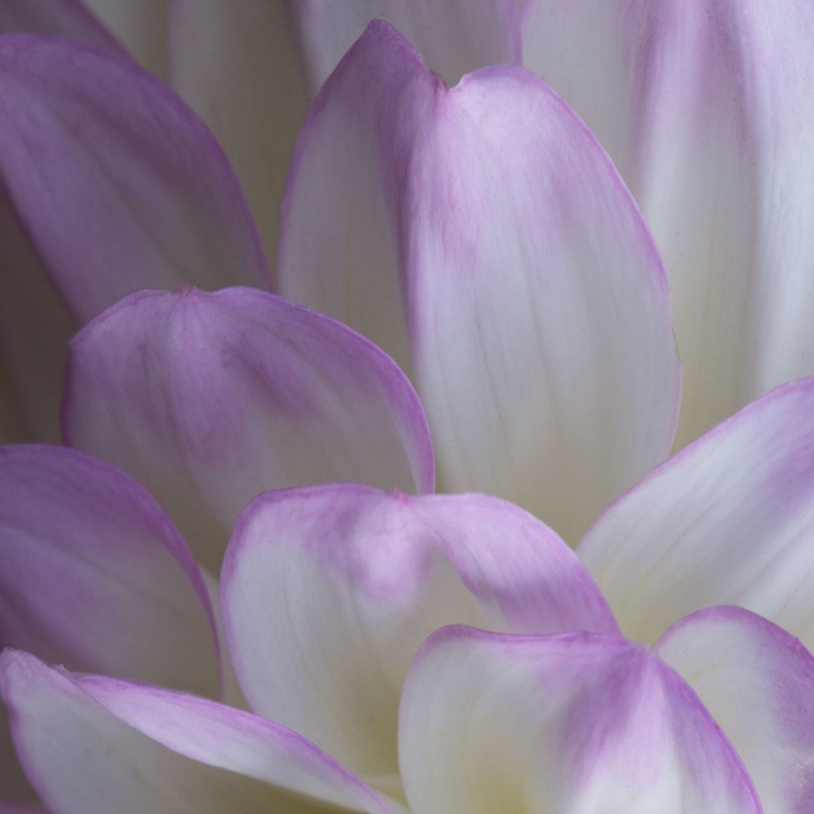 Picture of LAVENDER DAHLIA V