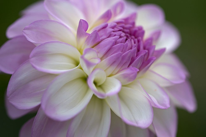 Picture of LAVENDER DAHLIA VII