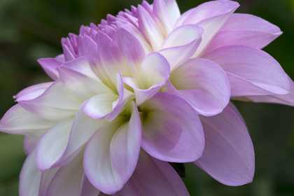 Picture of LAVENDER DAHLIA VIII