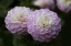 Picture of LAVENDER DAHLIA IX