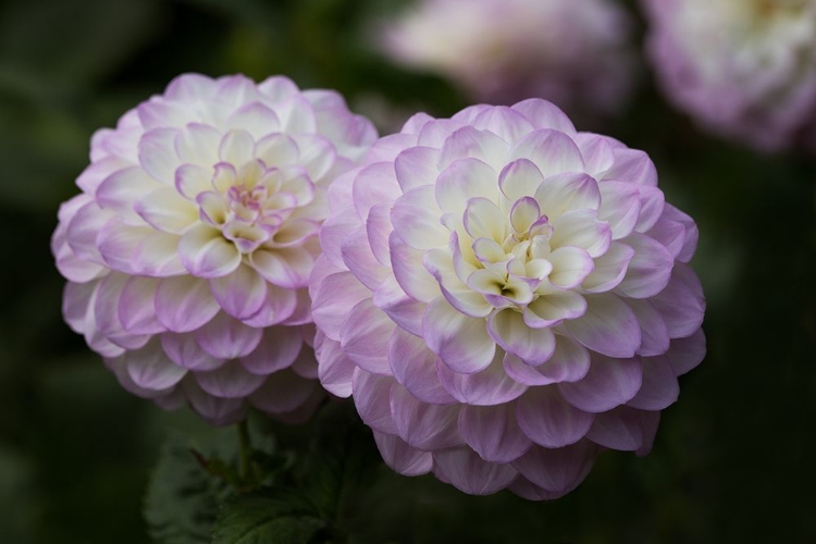 Picture of LAVENDER DAHLIA IX