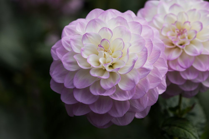 Picture of LAVENDER DAHLIA X