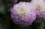 Picture of LAVENDER DAHLIA X