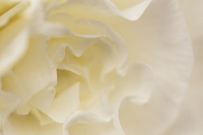 Picture of SOFT WHITE BEGONIA I