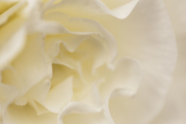 Picture of SOFT WHITE BEGONIA I