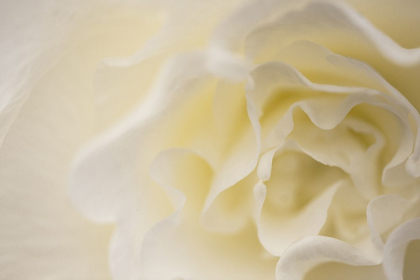 Picture of SOFT WHITE BEGONIA II