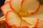 Picture of CAMILLES BEGONIAS II