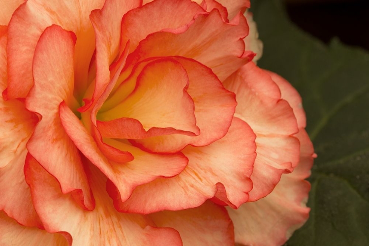 Picture of FESTIVE BEGONIA I