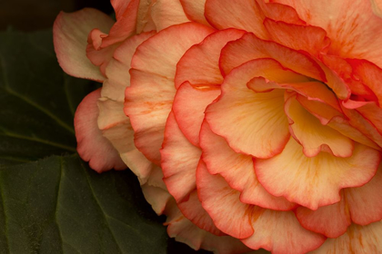 Picture of FESTIVE BEGONIA II