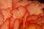 Picture of FESTIVE BEGONIA III