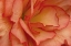Picture of FESTIVE BEGONIA V