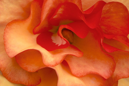 Picture of BEGONIA PETALS I