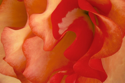 Picture of BEGONIA PETALS II