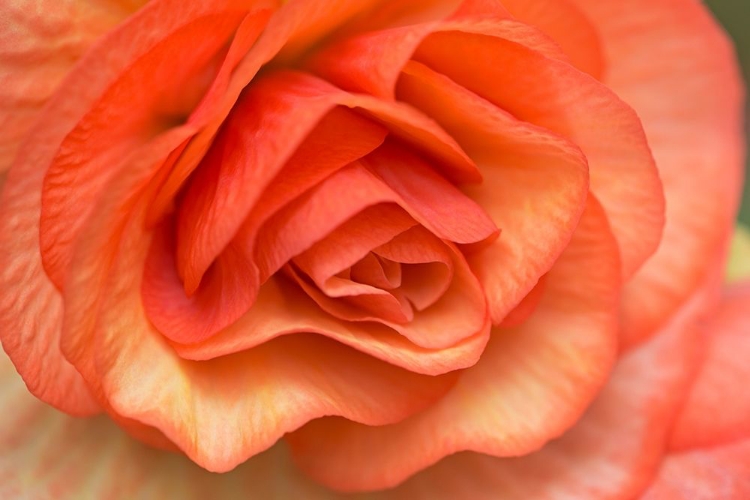 Picture of ORANGE RUFFLES I