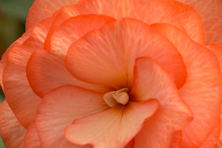 Picture of ORANGE RUFFLES II