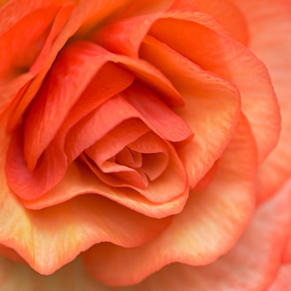 Picture of ORANGE RUFFLES III