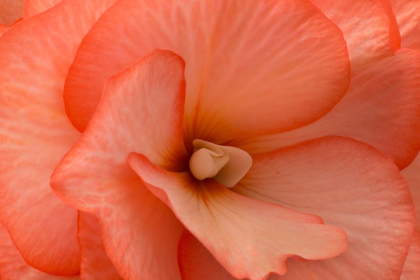 Picture of ORANGE RUFFLES V