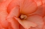 Picture of ORANGE RUFFLES V