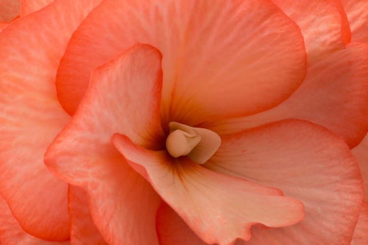 Picture of ORANGE RUFFLES V