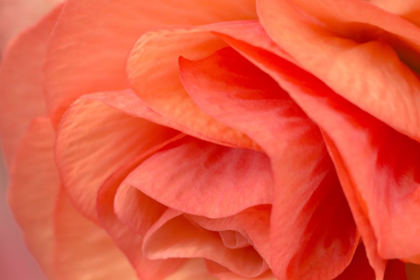 Picture of ORANGE RUFFLES VI