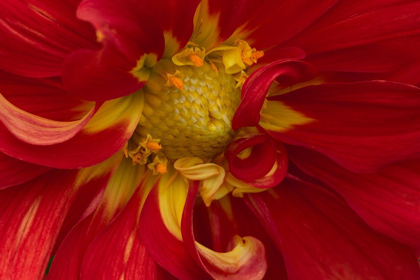 Picture of FIERY DAHLIA I
