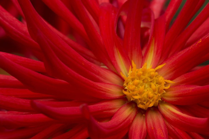 Picture of FIERY DAHLIA II