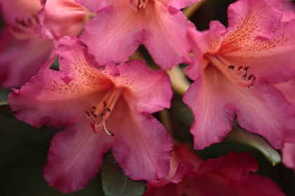 Picture of EXOTIC RHODIES I