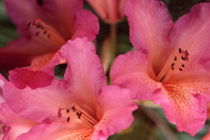 Picture of EXOTIC RHODIES II