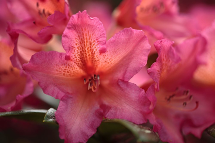 Picture of EXOTIC RHODIES III