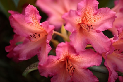 Picture of EXOTIC RHODIES IV