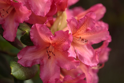 Picture of EXOTIC RHODIES V