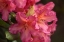 Picture of EXOTIC RHODIES V