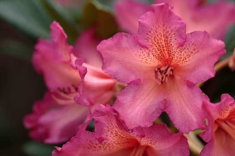 Picture of EXOTIC RHODIES VI