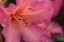 Picture of EXOTIC RHODIES VII