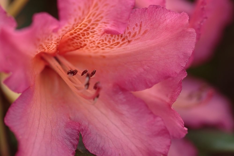 Picture of EXOTIC RHODIES VII