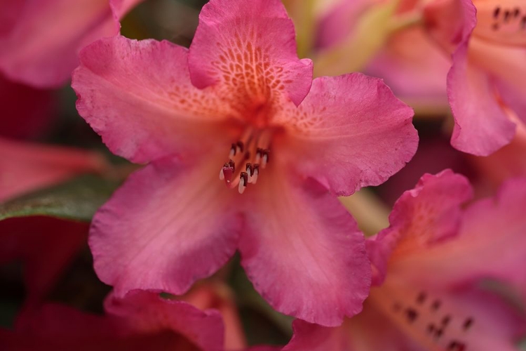 Picture of EXOTIC RHODIES X