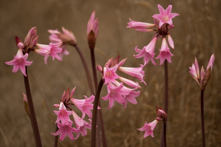 Picture of NAKED LADIES I