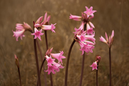 Picture of NAKED LADIES II