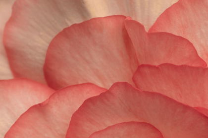 Picture of PINK BEGONIA PETALS I