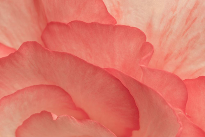 Picture of PINK BEGONIA PETALS II